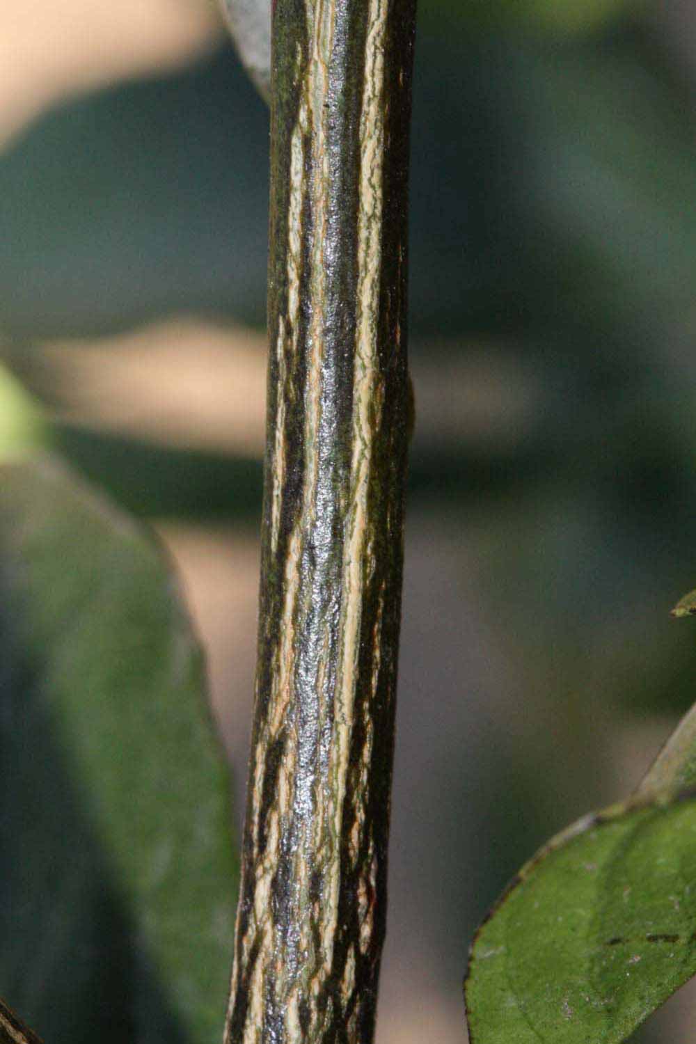              Second - third year twig (Riverside, CA)       